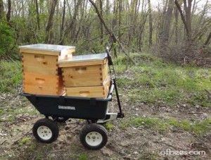 beewagon.jpg