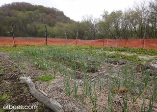 garlicgarden