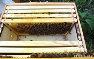 insidebeehive