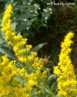 beesongoldenrod