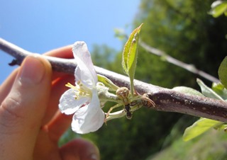 spider_apple_tree