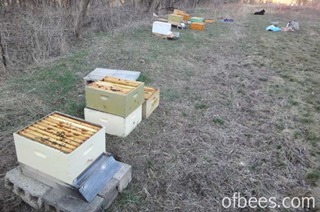 apiarysetup