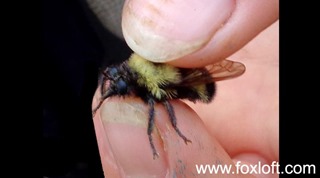 bumblebeemimic