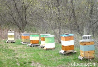 2014apiary2