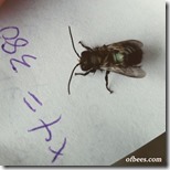 bluemasonbee