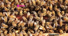 closeupbees