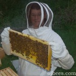 foxbeekeeper